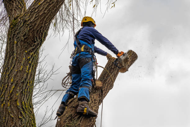 Best Tree Removal for Businesses  in Orlovista, FL